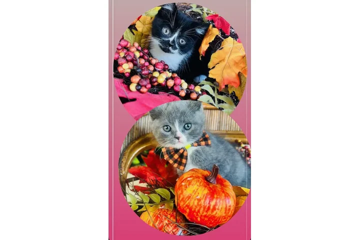 $75 : Gatitos mix image 1