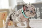 $600 : French bulldogs thumbnail