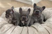 $600 : ADORABLE FRENCH BULL PUPPY thumbnail