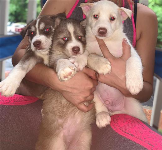 Husky siberiano a la venta image 1