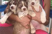 Husky siberiano a la venta