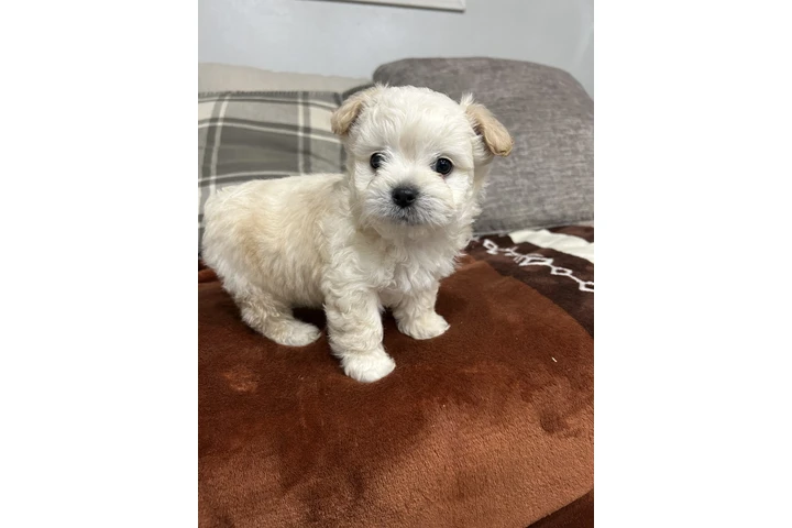 $500 : Maltipoo y yorkie image 3