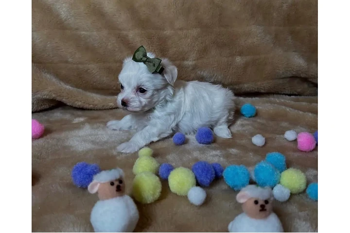 $300 : Malteses Teacup disponibles image 1