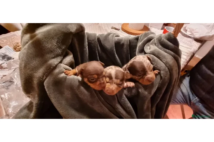 $250 : Teacup Chihuahua puppies en Mi image 2