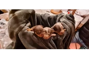 $250 : Teacup Chihuahua puppies en Mi thumbnail