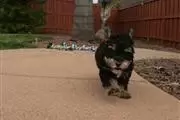 Lovely Yorkie puppies for sale en Montana