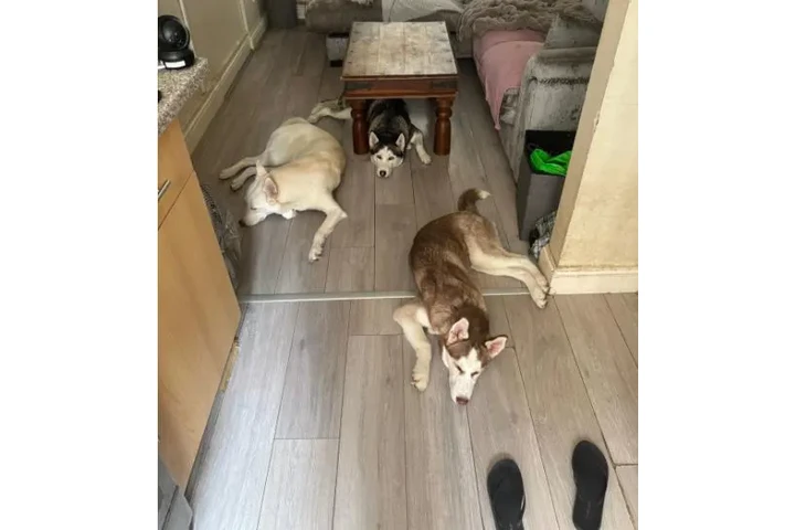 $400 : husky raza pura macho y hembra image 1