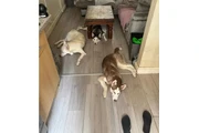 husky raza pura macho y hembra en Fallsburg