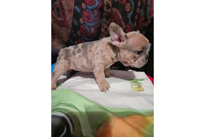 $750 : French bulldog (los Angeles) image 4