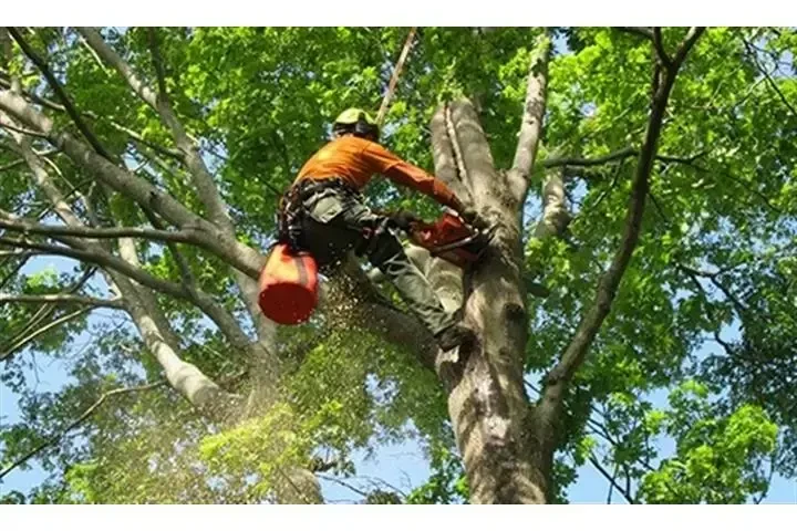 Cuidado Experto para Tu Jardín image 2