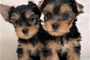 Cachorros yorkie en adopcion en Tucson