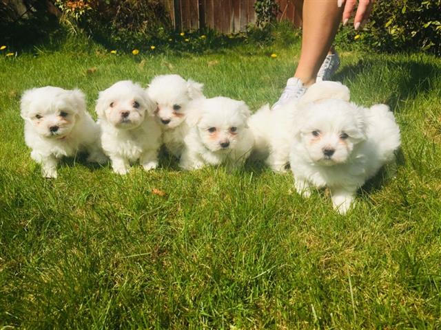 $500 : AKC Registered Maltese Puppies image 2