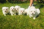 $500 : AKC Registered Maltese Puppies thumbnail