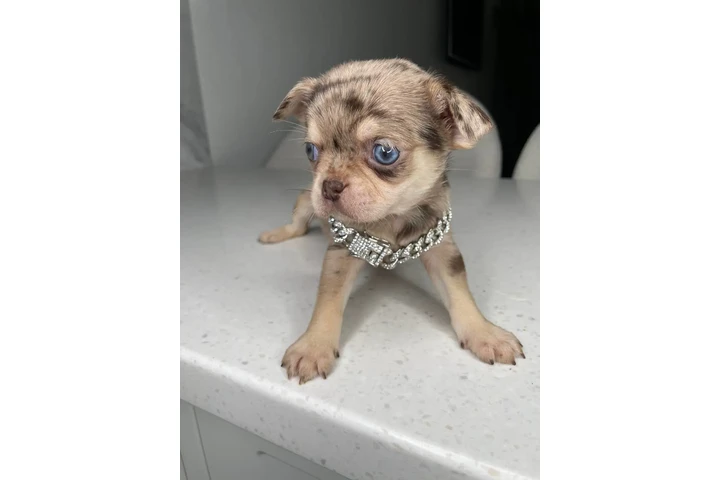 $300 : Teacup Chihuahua puppies image 1