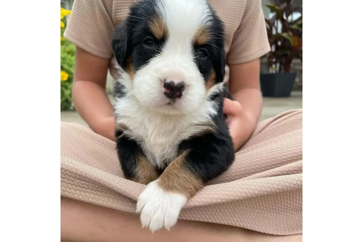 Cachorros de Boyero de Berna image 1