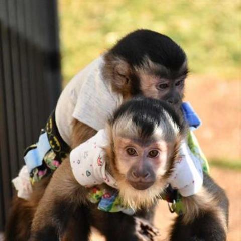 Cute Capuchin Monkeys for Sale image 1