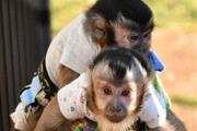 Cute Capuchin Monkeys for Sale en Bogota