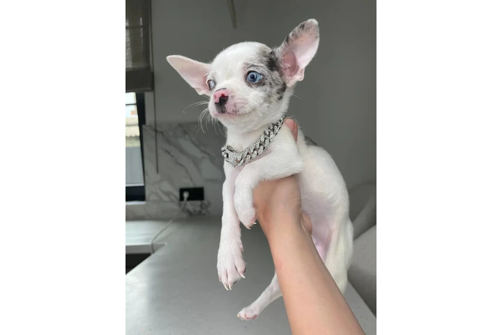 $250 : Teacup Chihuahua puppies image 10