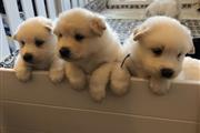 $225 : Hermosos cachorros samoyedos thumbnail