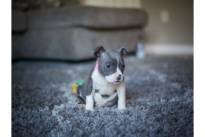 $350 : cachorros de pitbull image 3