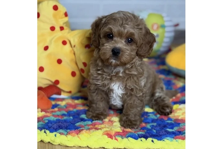 $400 : Maltipoo Available image 3