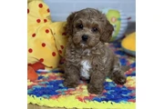 $400 : Maltipoo Available thumbnail