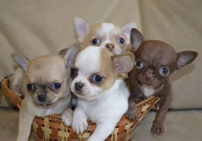 $400 : Chihuahua puppies image 8