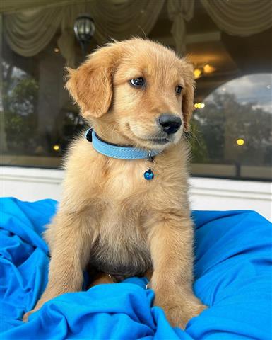 $350 : Cachorrito Golden Retriever image 3