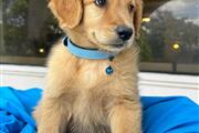 $350 : Cachorrito Golden Retriever thumbnail