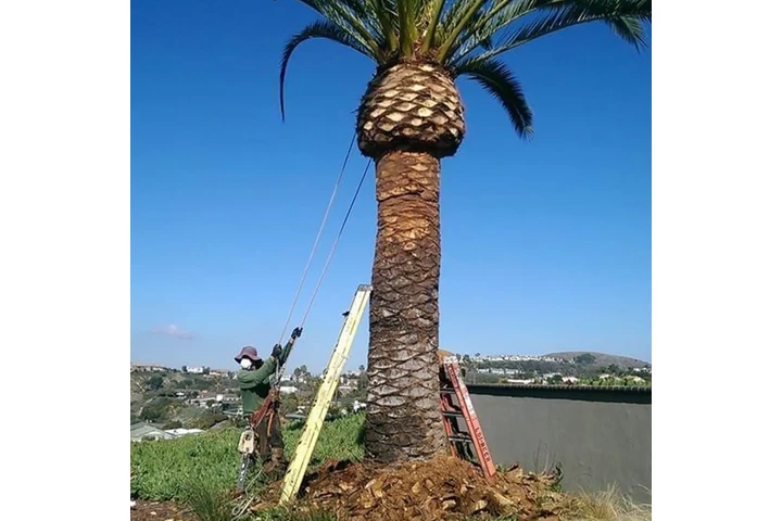ALEX TREE SERVICE image 1
