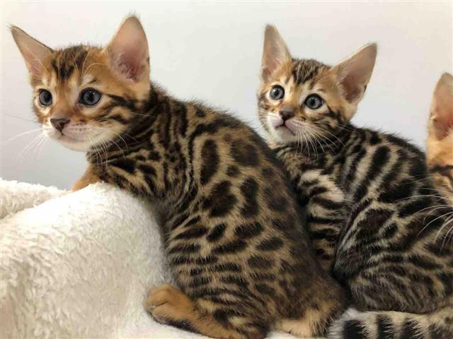 $100 : Bengal Kittens For Sale Pedig❤ image 3