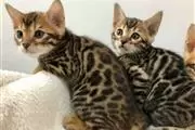 $100 : Bengal Kittens For Sale Pedig❤ thumbnail