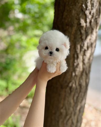 $350 : Bichon image 2