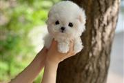 $350 : Bichon thumbnail