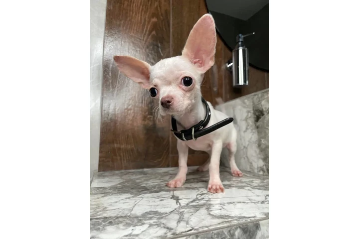 $300 : Teacup Chihuahua puppies image 7
