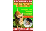 ¡BUSCO PERRITA PERDIDA! en Los Angeles