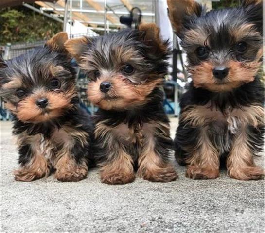 $500 : Hermosos cachorros de Yorkie image 3