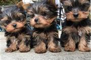$500 : Hermosos cachorros de Yorkie thumbnail