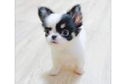 $210 : chihuahuas puppy thumbnail