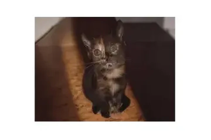 $50 : El gatito feliz. image 2