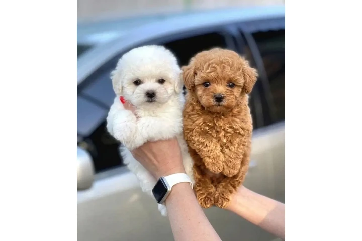 $500 : Maltipoo Poodle Perritos image 1