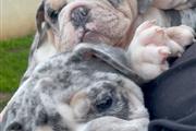 $800 : English bulldog baby Available thumbnail