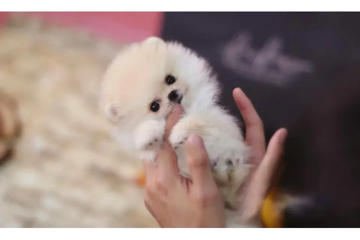 $350 : Micro Pomerania image 4