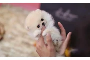 $350 : Micro Pomerania thumbnail