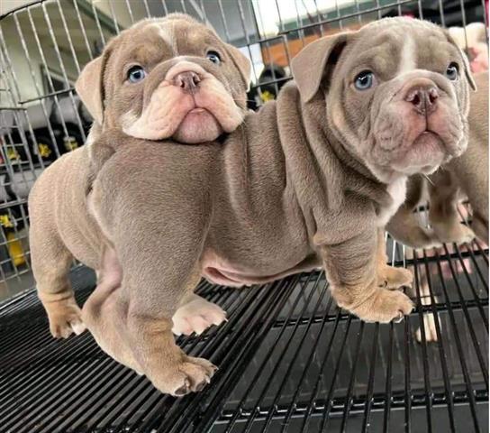 $350 : BULLDOG INGLÉS EN VENTA image 3