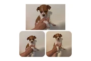 Hembra chihuahua mini en Los Angeles