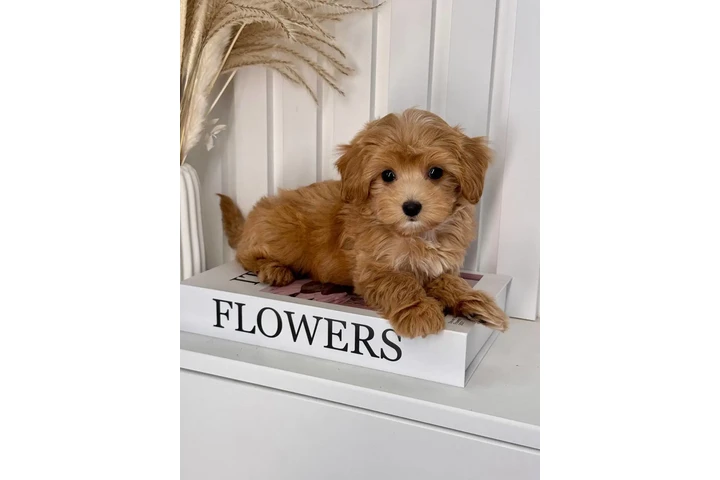 $300 : Top Healthy Maltipoo Puppies image 5