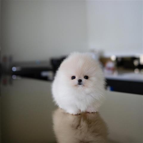 $350 : POMERANIAN PUPPIES FOR SALE image 4