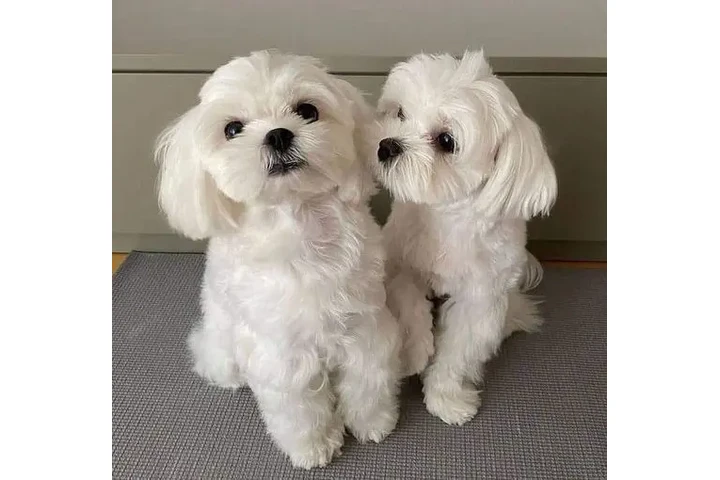 $190 : Purebred Maltese puppies image 1