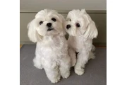 Purebred Maltese puppies en El Paso